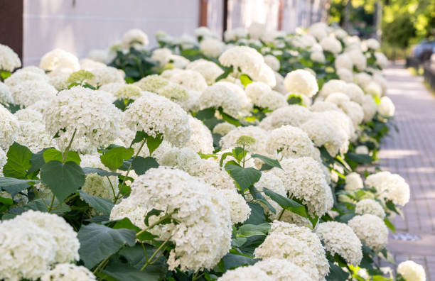 istock Hydrangea Flowers, Blooming White Hortensia, Hydrangea Paniculata Flower Closeup, Large Inflorescences 2195355855