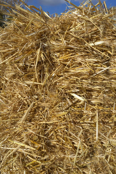 istock Hay Texture Background, Straw Pattern, Dry Golden Grass Mockup, Dry Baled Hay Bales Stacks Banner 2195355919