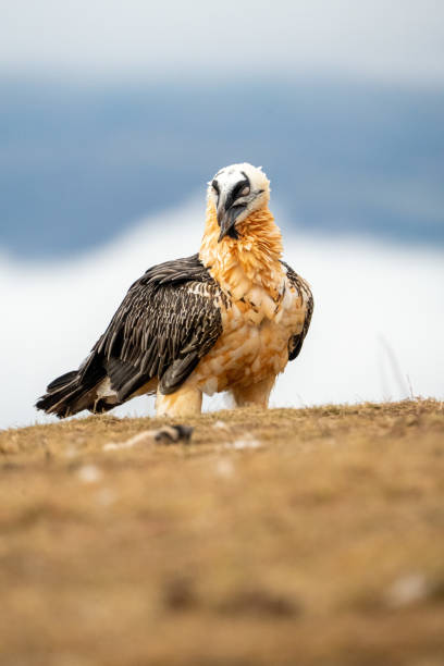 istock Bearded vulture (Gypaetus barbatus) photographed in Spain 2195357595