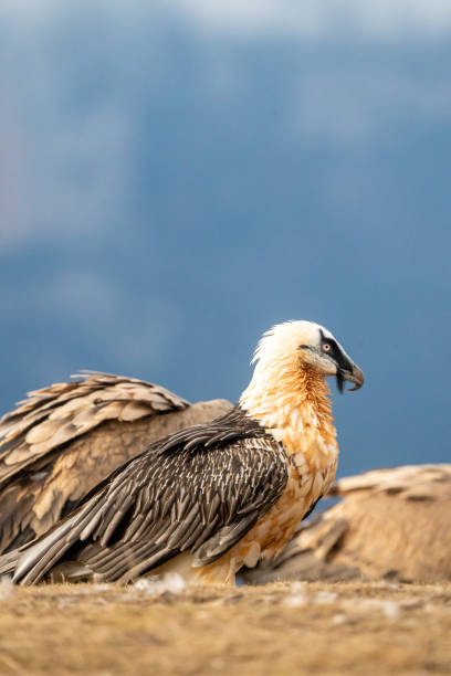 istock Bearded vulture (Gypaetus barbatus) photographed in Spain 2195357672
