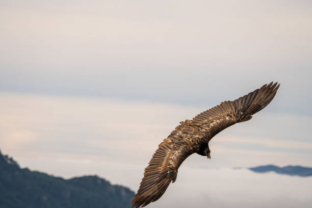 Bearded vulture (Gypaetus barbatus) photographed in Spain