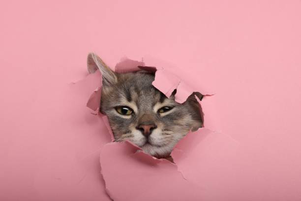 istock Cute cat looking through hole in pink paper 2195358221