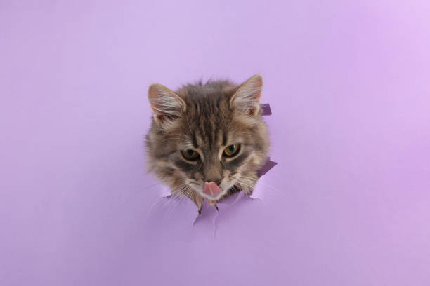 istock Cute cat looking through hole in violet paper 2195358294