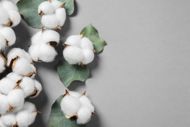 istock Cotton flowers and eucalyptus leaves on grey background, flat lay. Space for text 2195358307