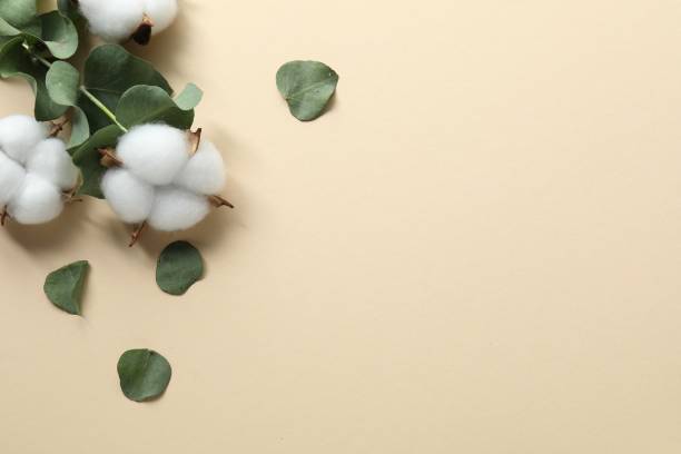 istock Cotton flowers and eucalyptus leaves on beige background, flat lay. Space for text 2195358323