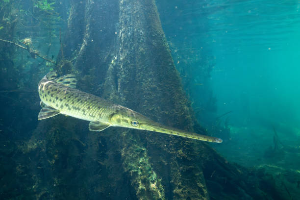 Longnose gar swimming in front of tree