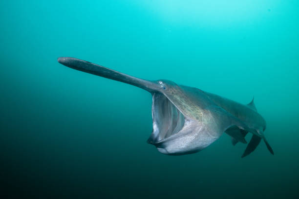 istock American paddlefish feeding on plankton in lake 2195360247