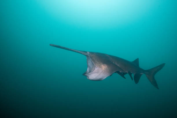 istock American paddlefish feeding on plankton in lake 2195360425