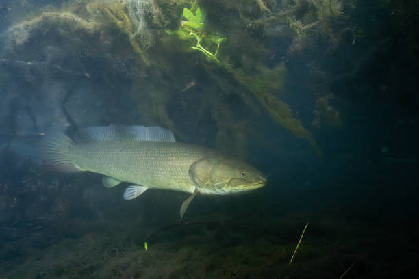 istock Bowfin in dark spring wetland 2195360517
