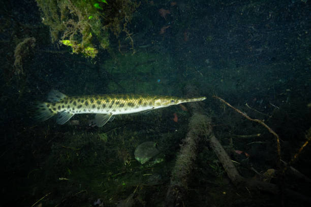 istock Florida gar in dark wetland 2195360974