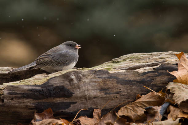 istock Wildlife animal bird 2195361004