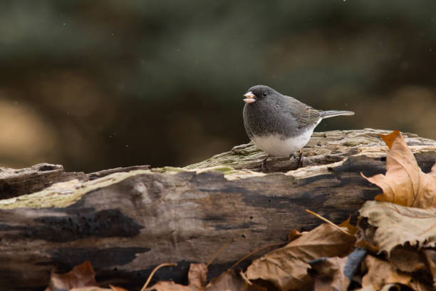 istock Wildlife animal bird 2195361005