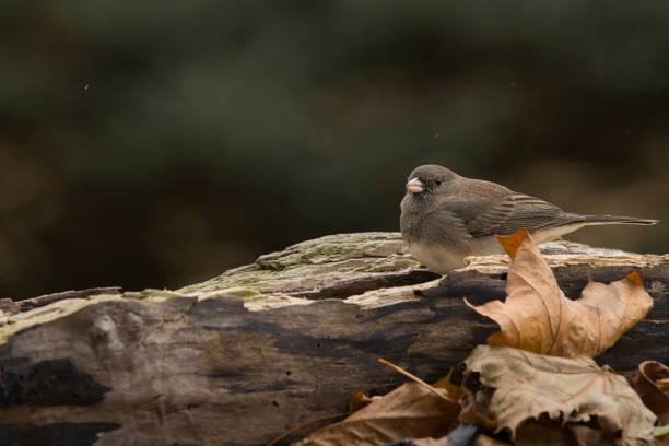 istock Wildlife animal bird 2195361009
