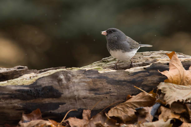 istock Wildlife animal bird 2195361011