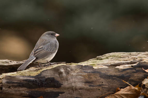 istock Wildlife animal bird 2195361065