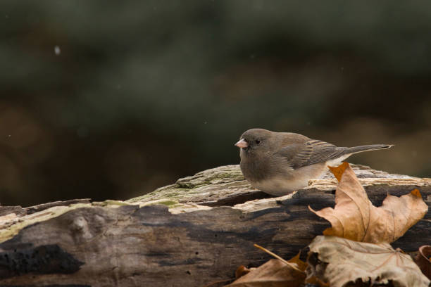 istock Wildlife animal bird 2195361067