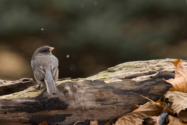 Wildlife animal bird