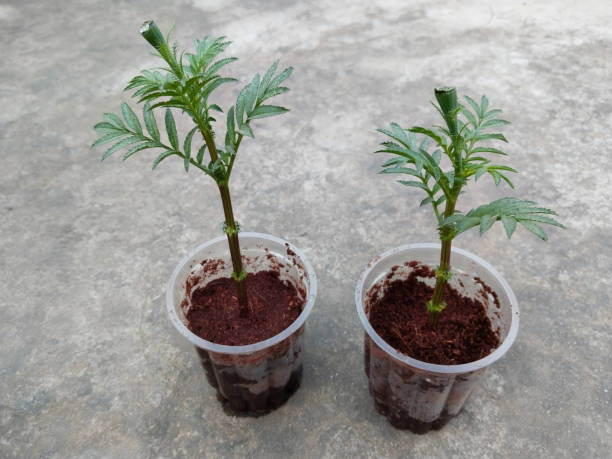 Благоприятные дни посадки рассады в открытый грунт