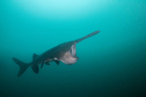 istock American paddlefish feeding on plankton in lake 2195361194