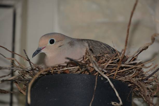 istock A mourning dove in nest. 2195361270
