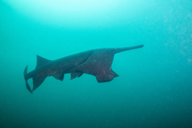 istock American paddlefish feeding on plankton in lake 2195362982