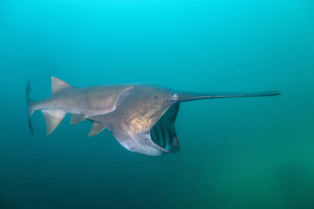 istock American paddlefish feeding on plankton in lake 2195363601
