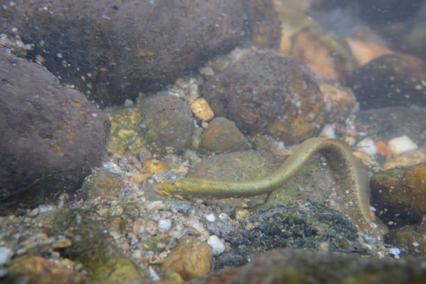 istock Mountain brook lamprey attached to rocks in a river 2195363605