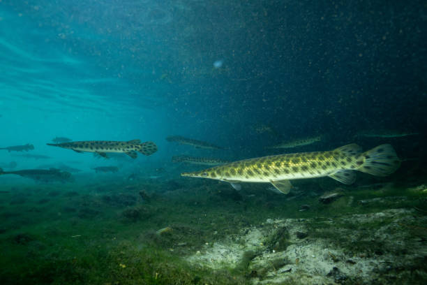 istock School of Florida gar in natural spring 2195363632