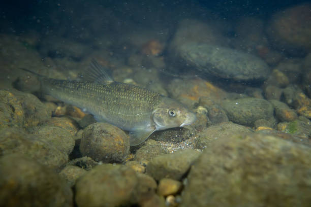 istock Central stoneroller minnow in a creekbed 2195363719