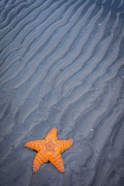 Sea star on the sandy beach in Oregon during low tide