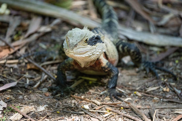 An Eastern Water Dragon (Intellagama lesueurii) in its natural forest habitat, poised confidently among the leaf litter. The detailed, rugged scales and bold black eye markings highlight this iconic Australian reptile's striking appearance.