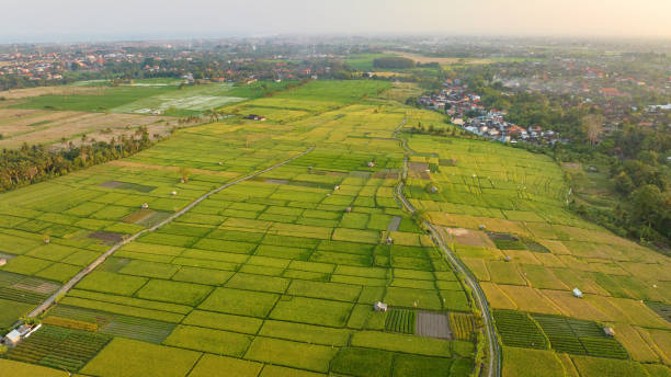 istock Rice Terrace, Ubud, Bali, Indonesia. Top view 2195367603