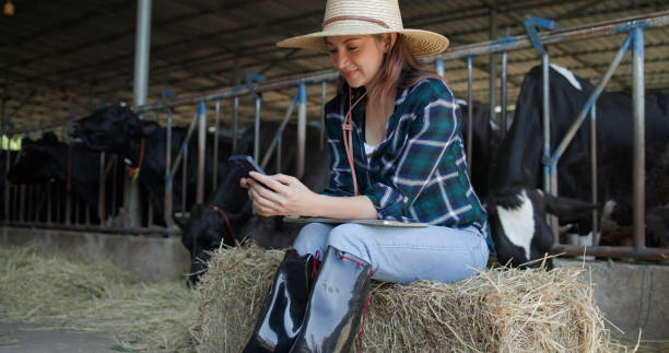 istock Female dairy farmer using a smartphone in a cow barn at her farm 2195367853