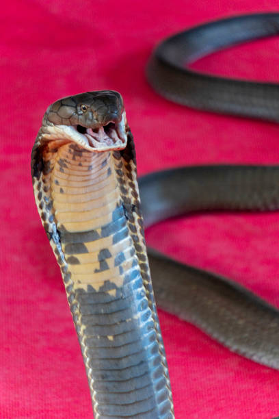 istock a king cobra in Bangkok Thailand 2195367916
