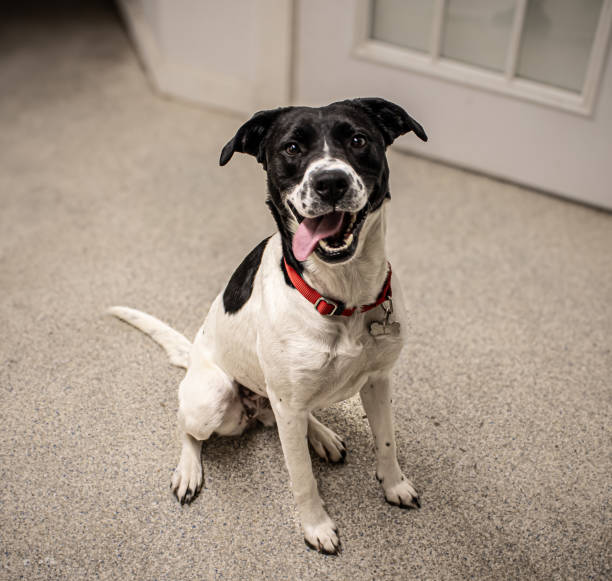 istock English Pointer sitting with tongue out 2195368665