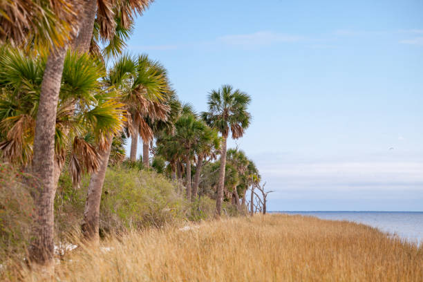 istock Northern Florida landscape - St Marks, Florida 2195370258