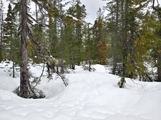 istock Snowy mountain landscape with pine trees for wallpaper due to the cold front that the planet suffers from global warming 2195370270
