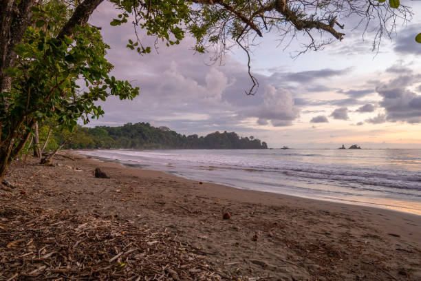 istock Serene Tropical Beach at Sunset with Overhanging Trees 2195372383