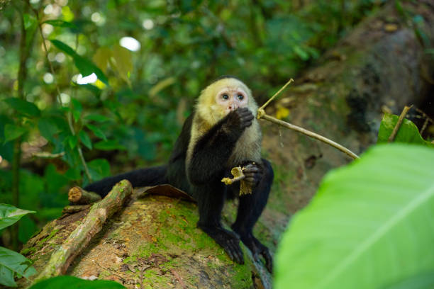 istock Capuchin monkey nibbling on food while perched on a mossy branch 2195372500