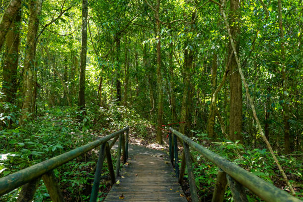 istock Wooden Bridge Pathway in Lush Green Forest 2195373450