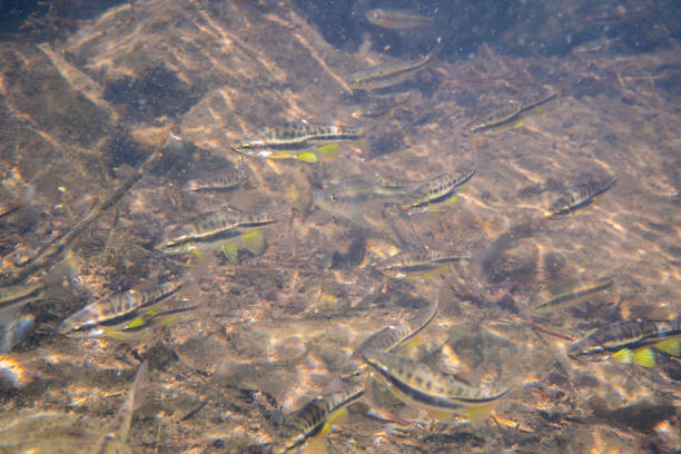 Large school of mountain redbelly dace in a river