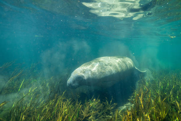 istock West indian manatee swimming underwater with grassy river bed 2195374689