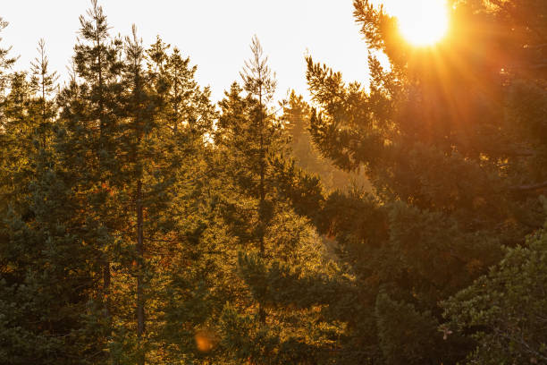 istock Sunlight filters through trees during golden hour 2195375064