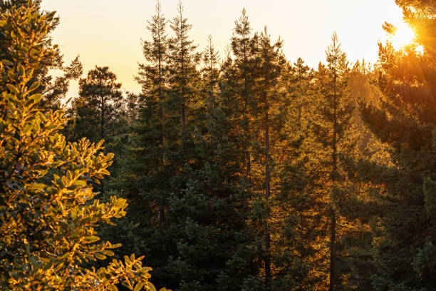istock Redwood trees in warm sunset light 2195375066