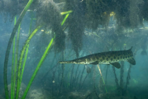 istock Florida gar swimming amonst aquatic plants 2195375280