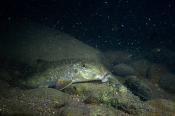 istock Northern hogsucker at restingspot at night 2195375560