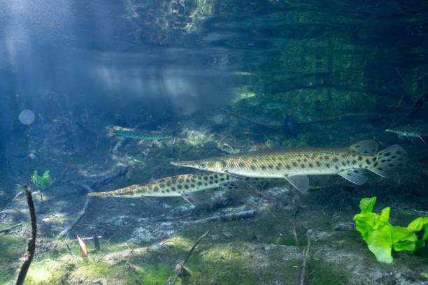 Arapaima gigasfish in aquarium of Tri Nguyen island, Nha Trang city, Khanh Hoa province, central Vietnam
