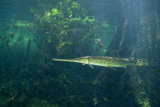 Longnose gar swimming in natural spring in Florida