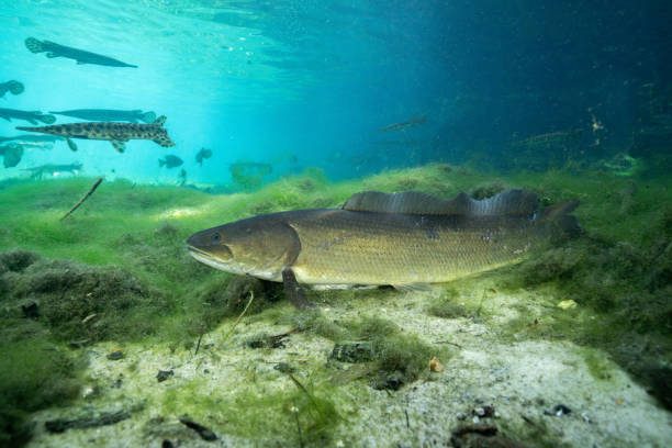 istock Bowfin at the bottom of mossy spring 2195375961