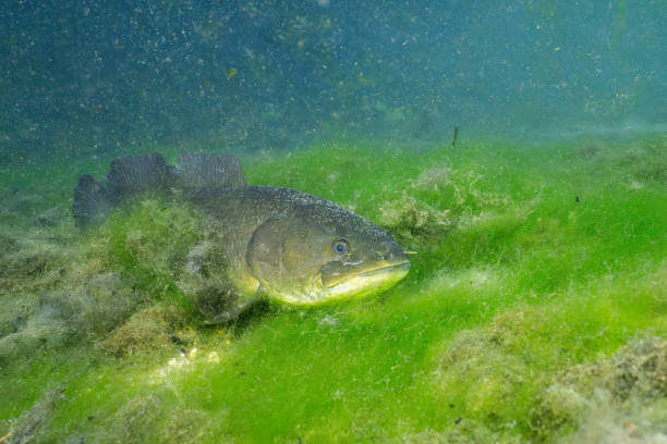 istock Bowfin at the bottom of mossy spring 2195376042